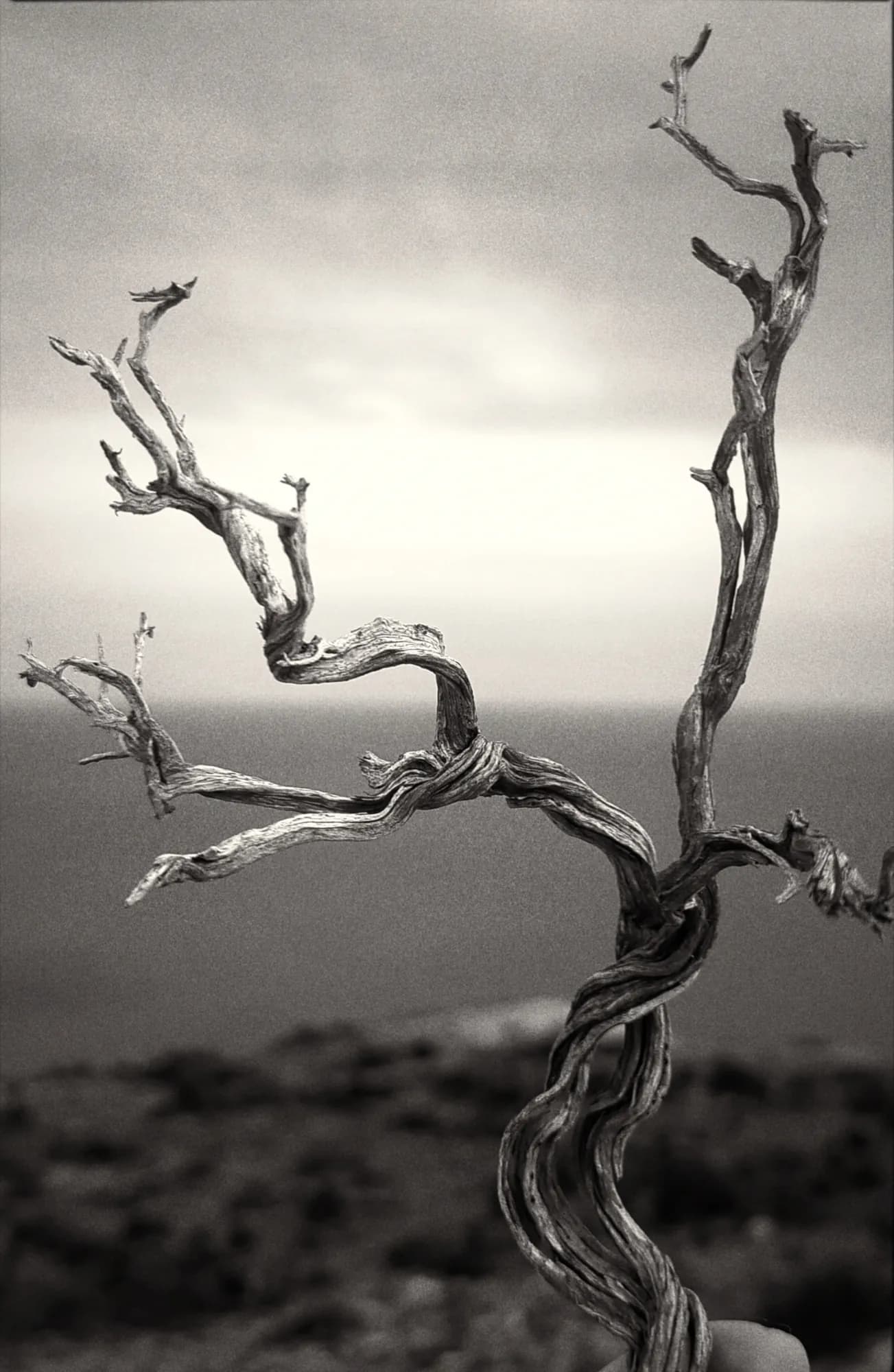 Bonework of the bloom — 3