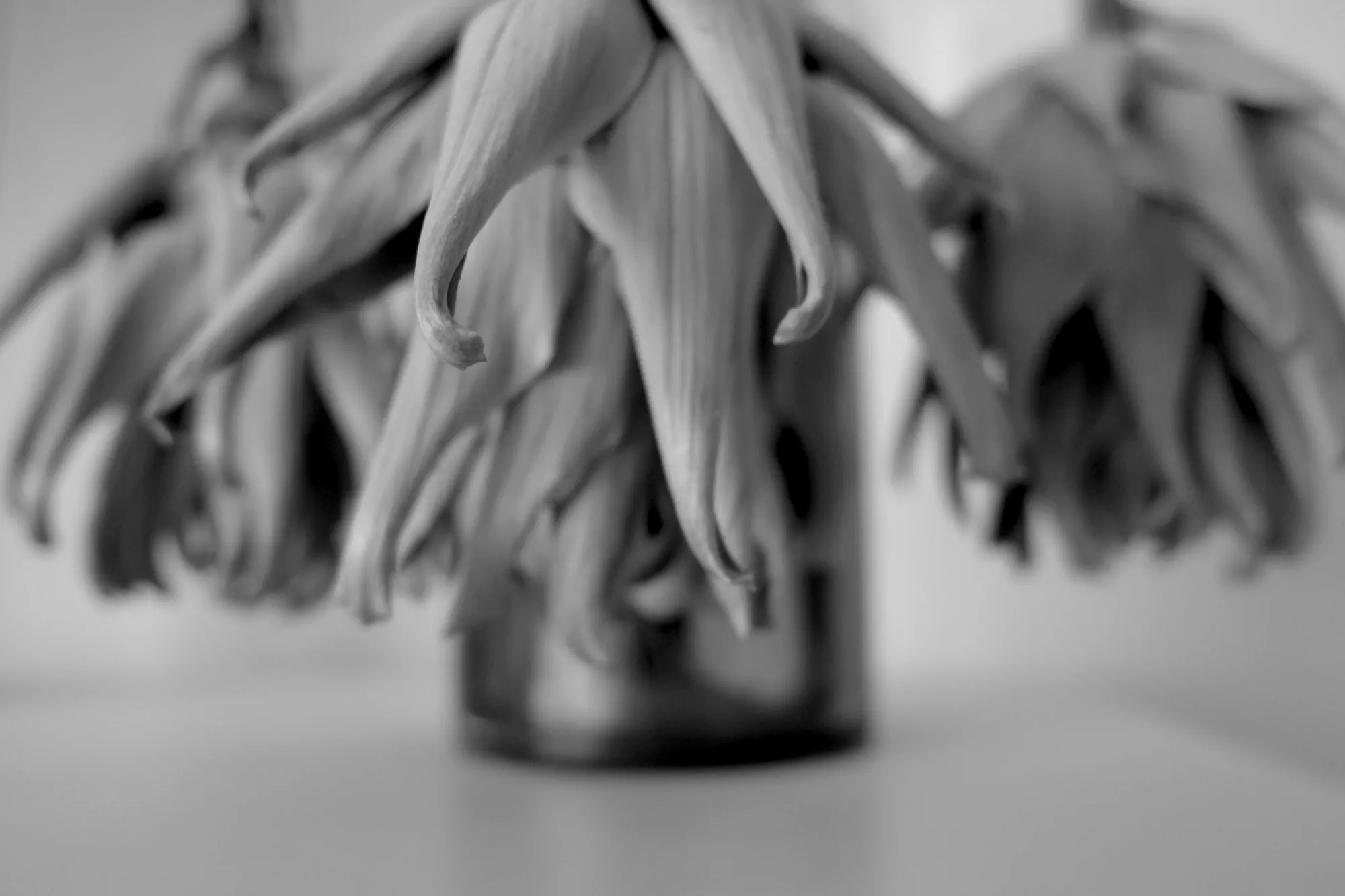 Bonework of the bloom — 2