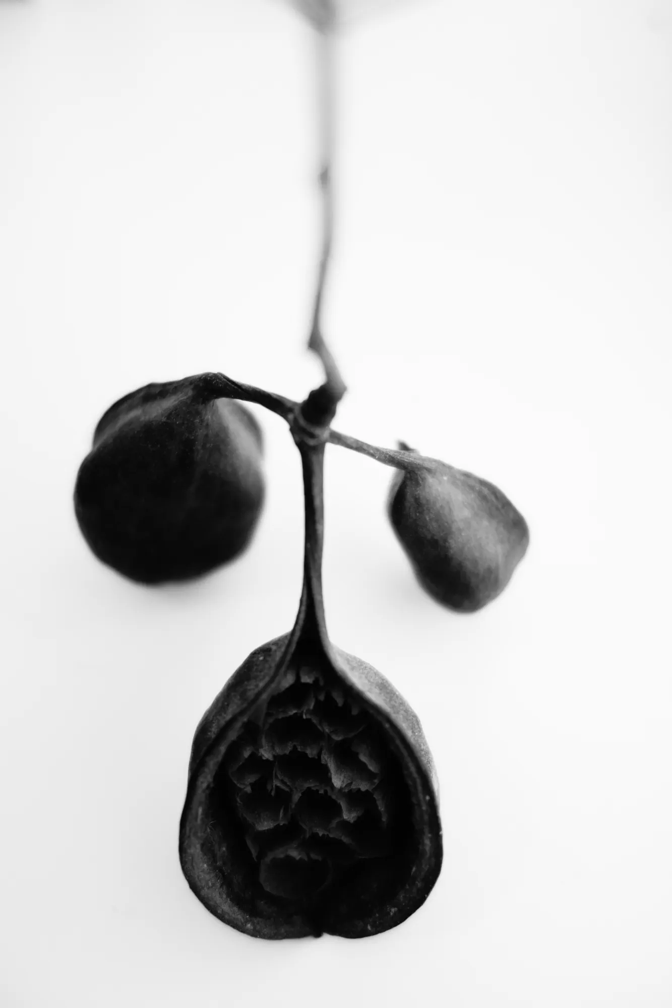 Bonework of the bloom — 4