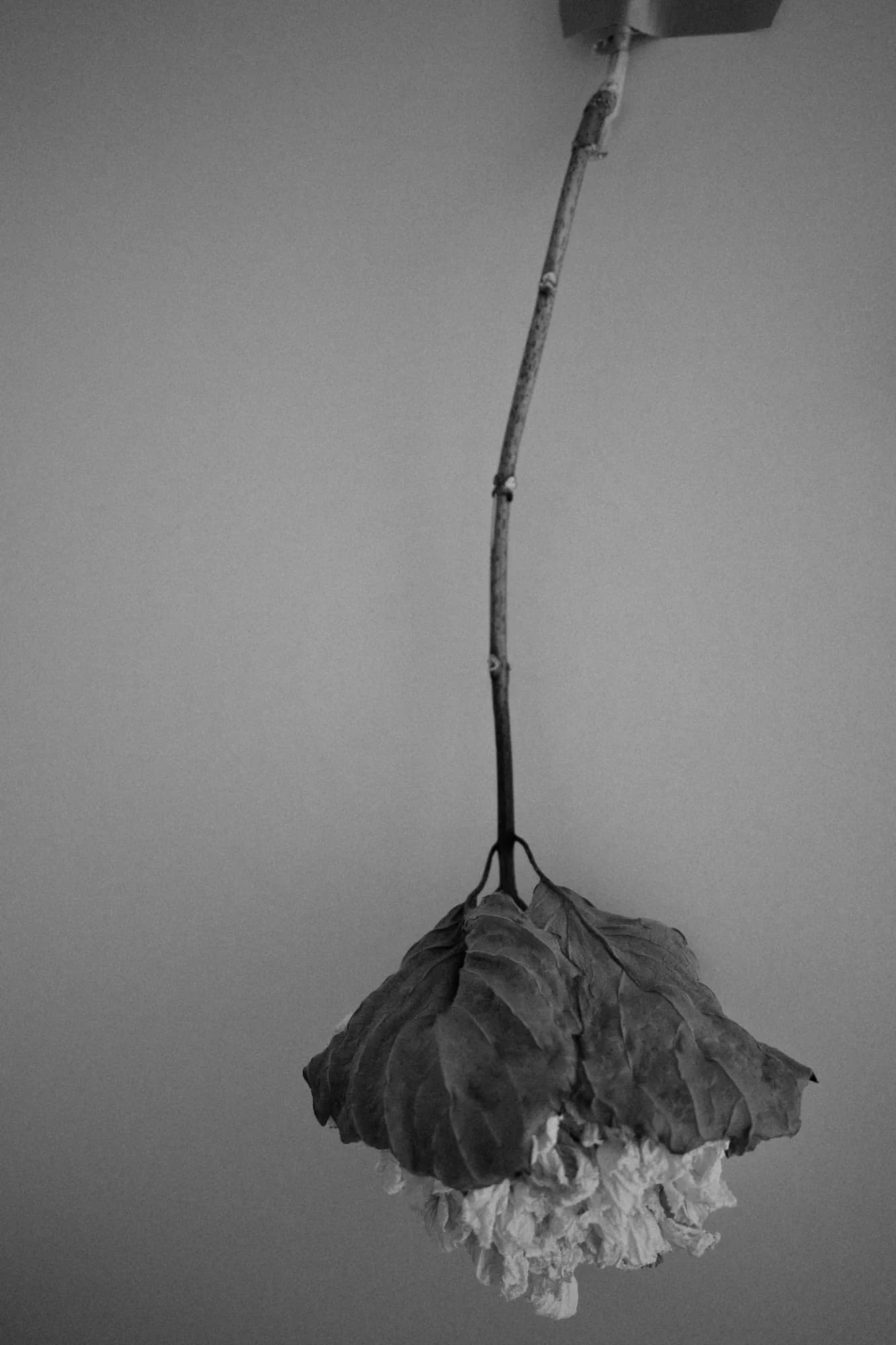 Bonework of the bloom — 5