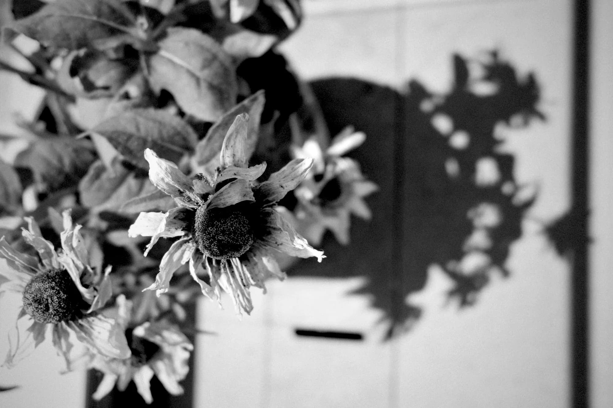 Bonework of the bloom — 7