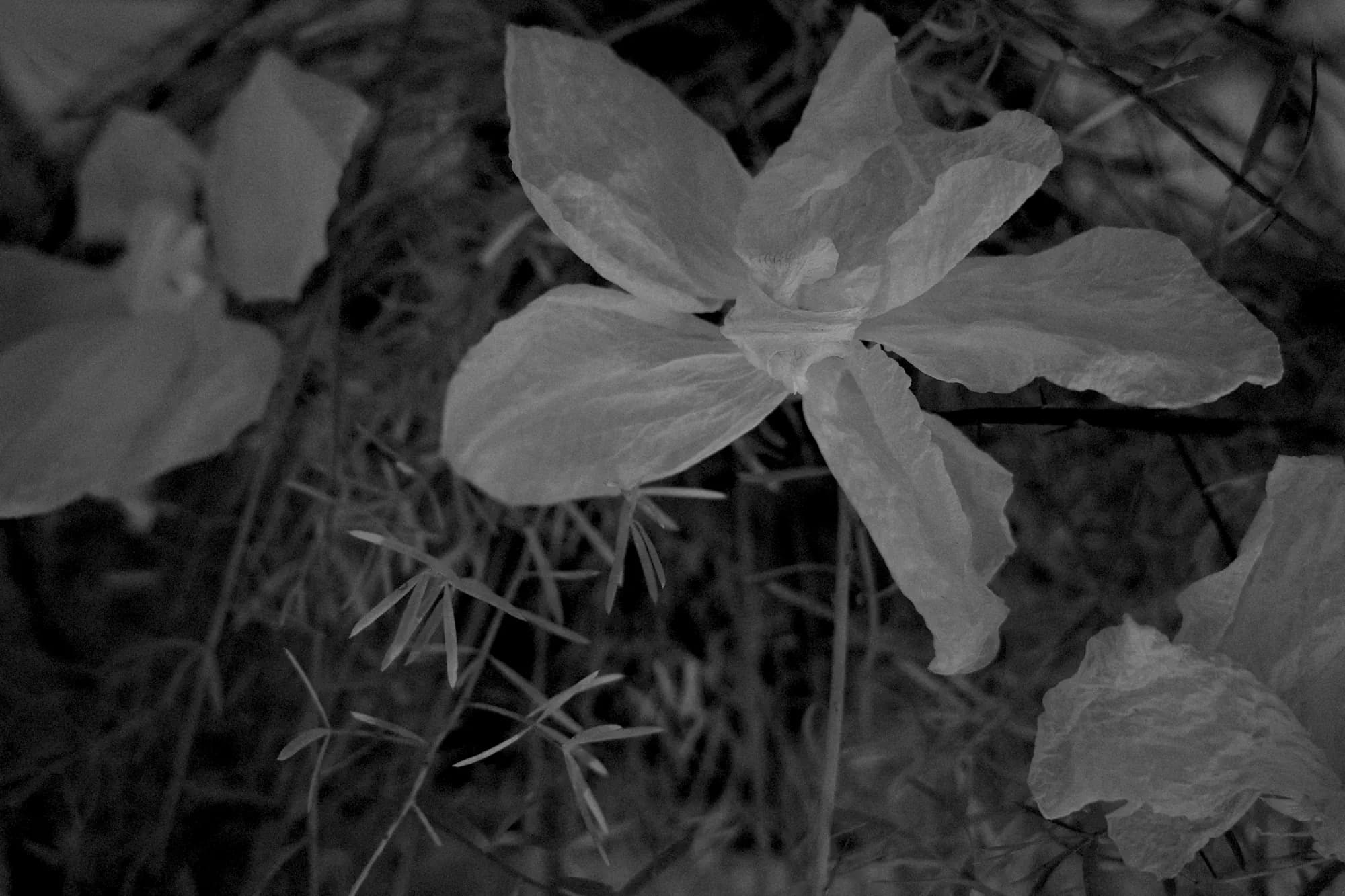 Bonework of the bloom — 8