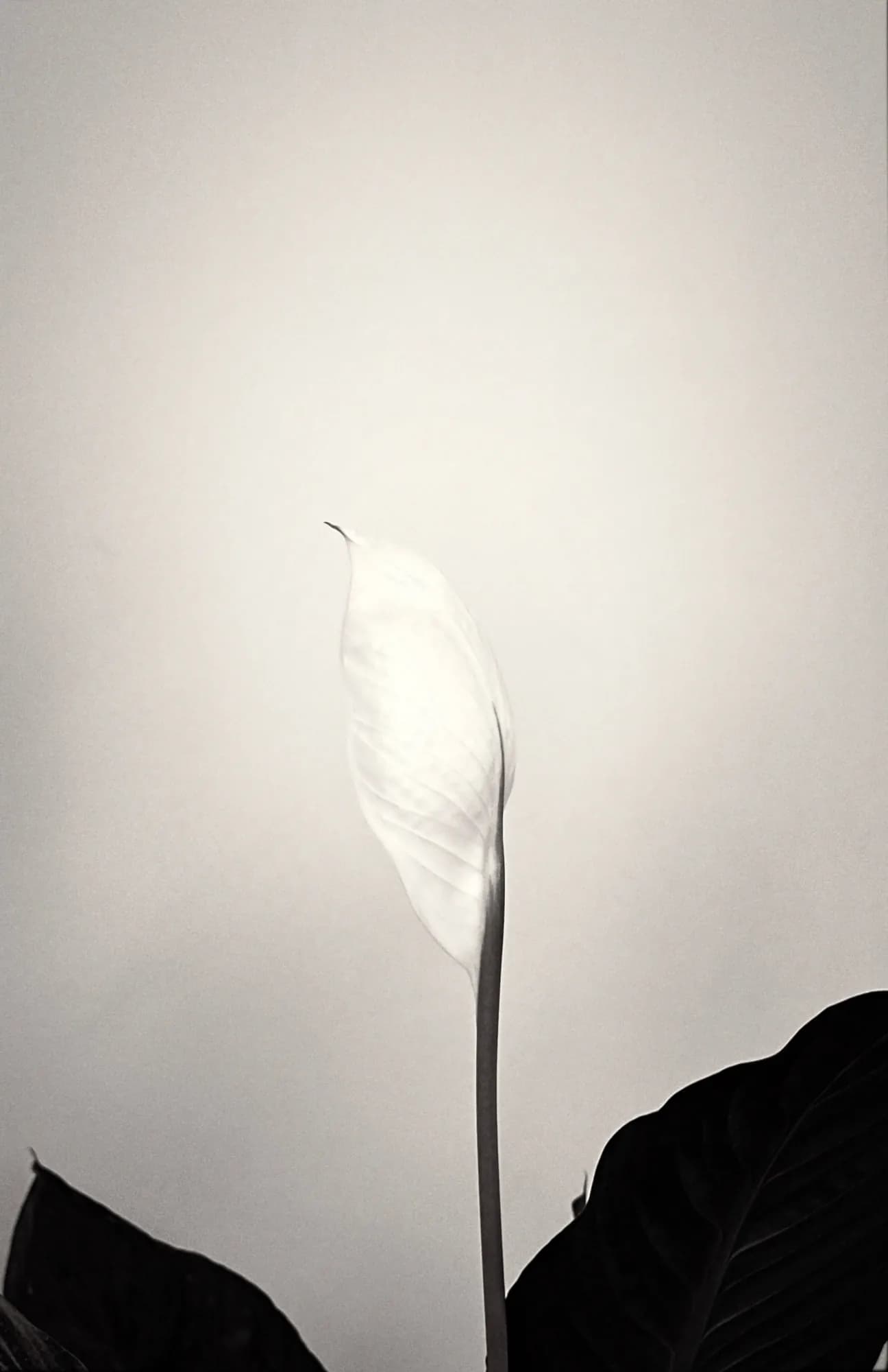 Bonework of the bloom — 11