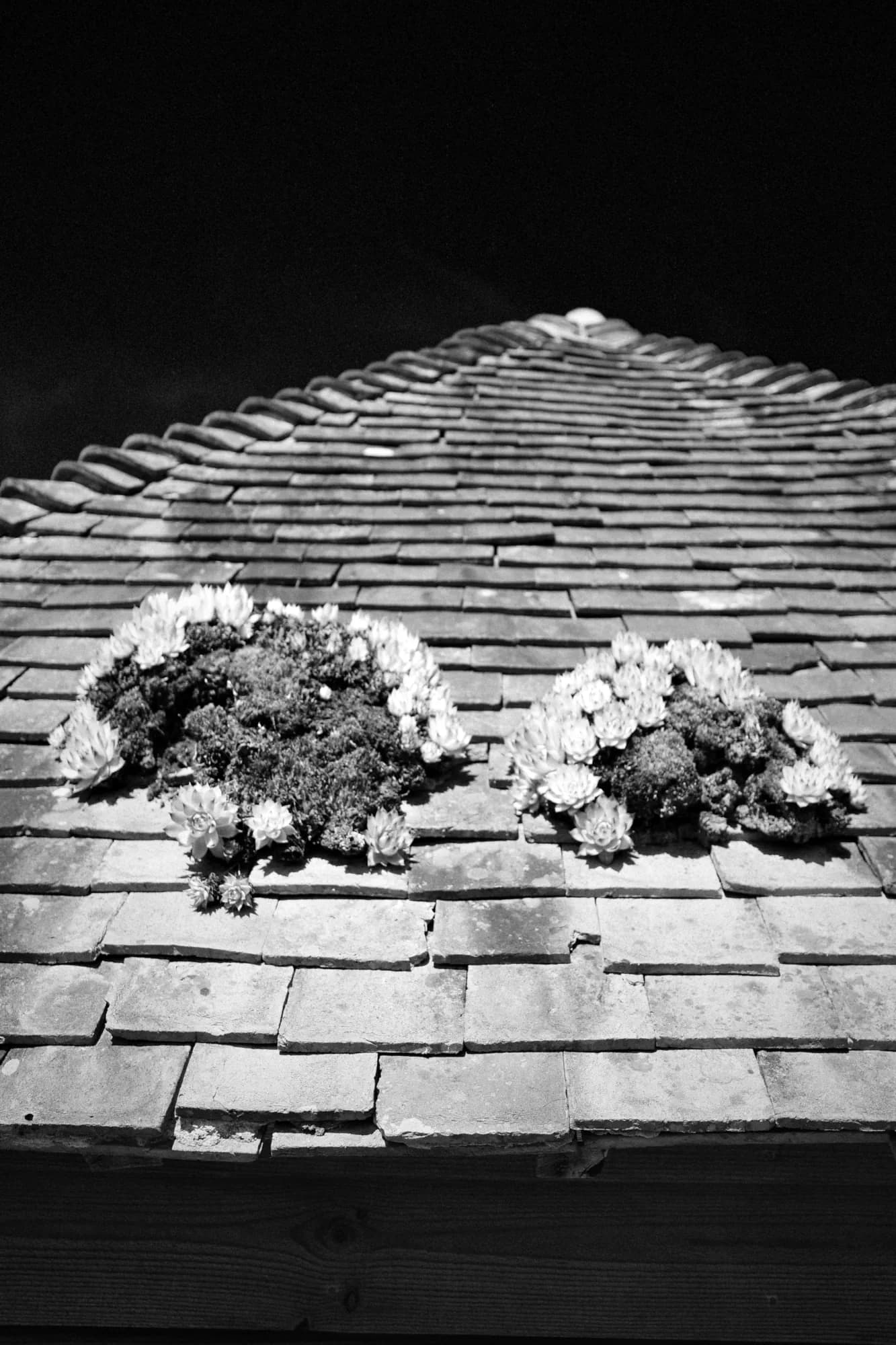 Roof living