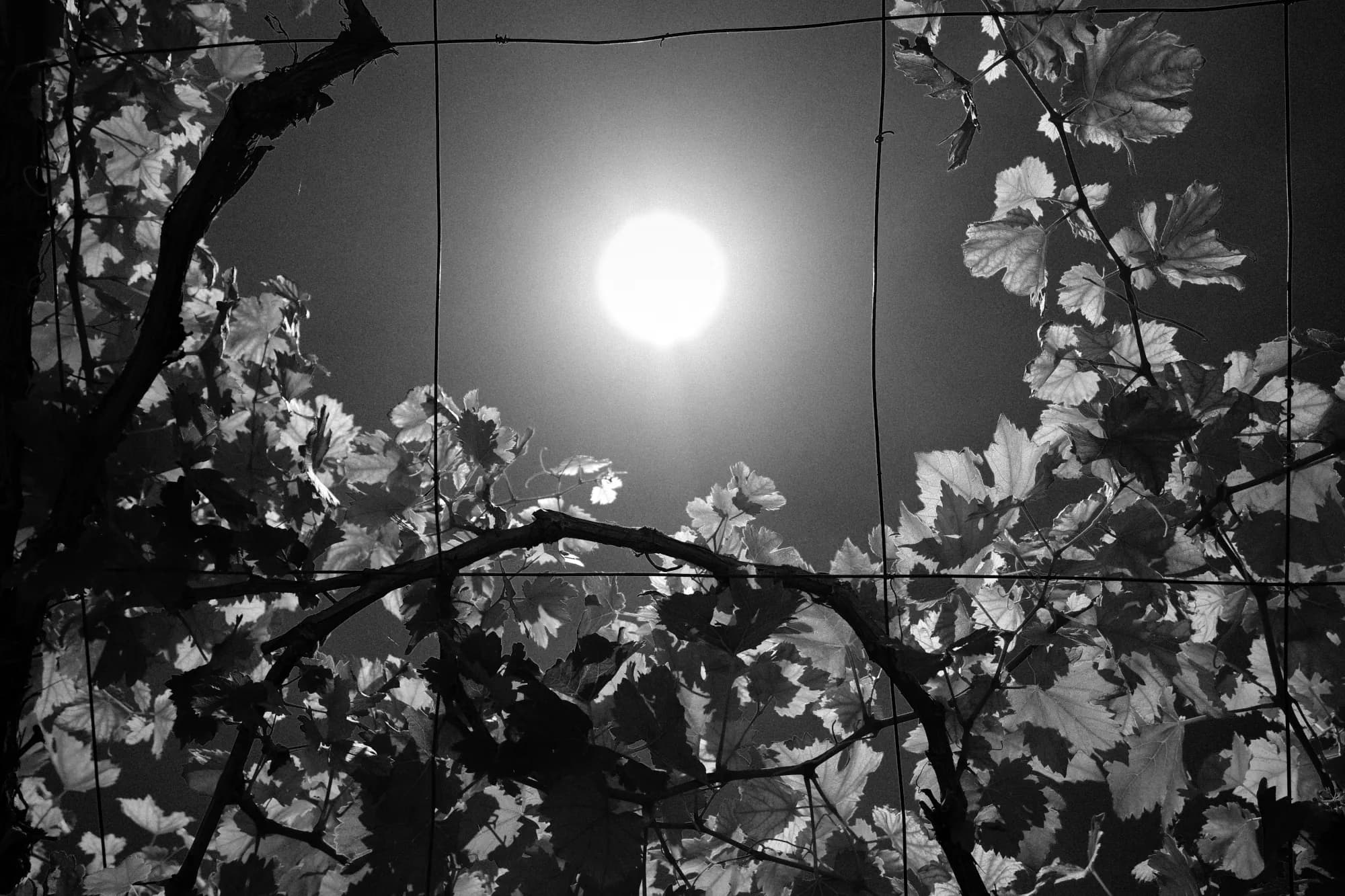 Sun in a lattice