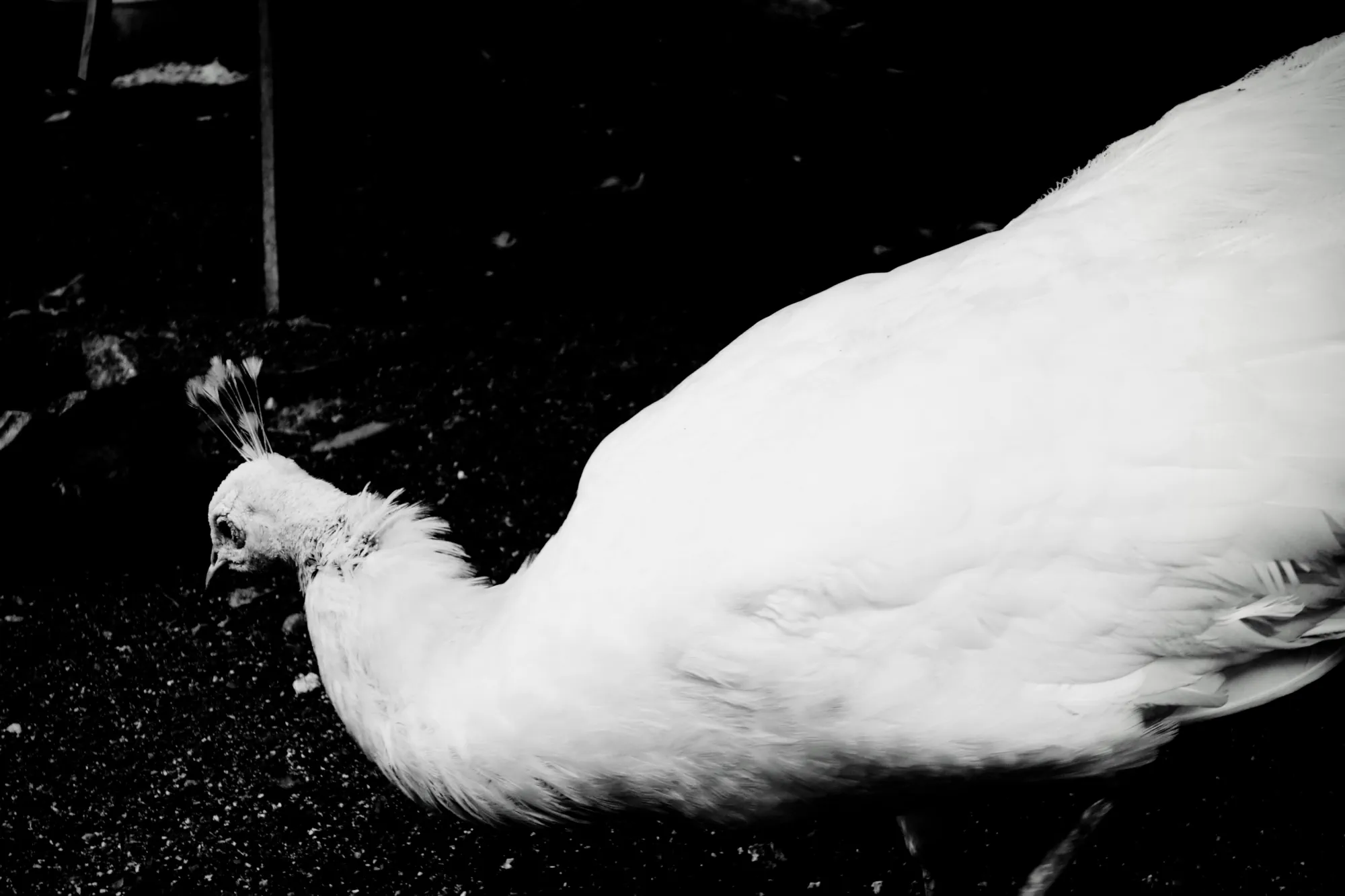 Big white peacock curve